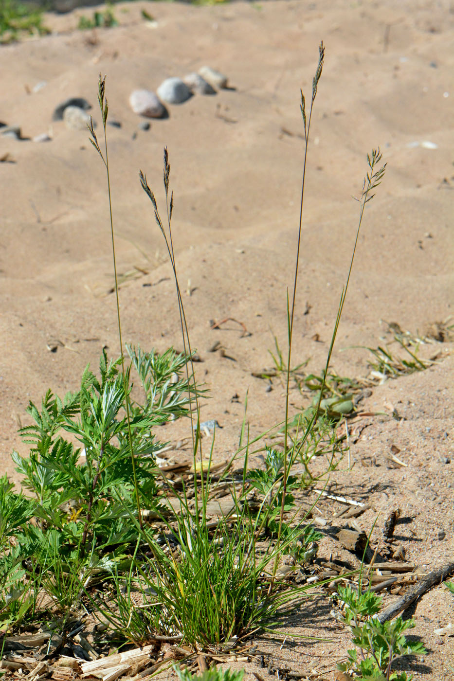 Изображение особи род Festuca.