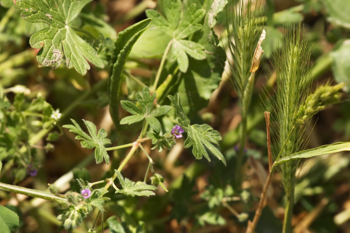 Изображение особи род Geranium.