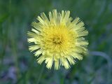 Pilosella officinarum