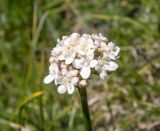 Valeriana saxicola