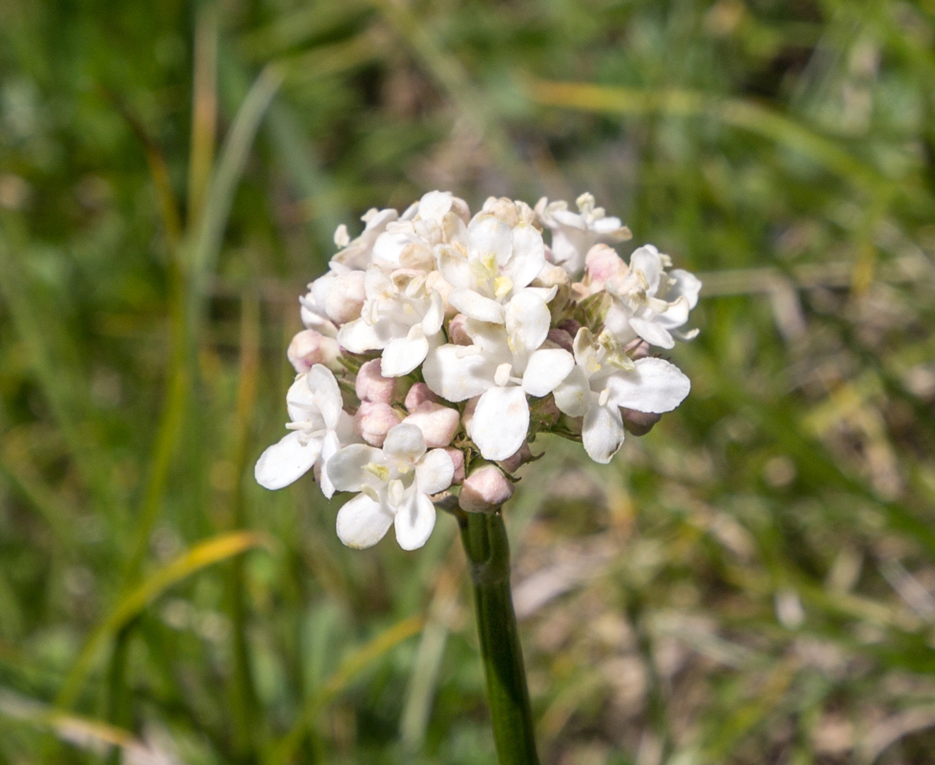 Изображение особи Valeriana saxicola.