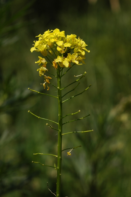 Image of Sisymbrium loeselii specimen.