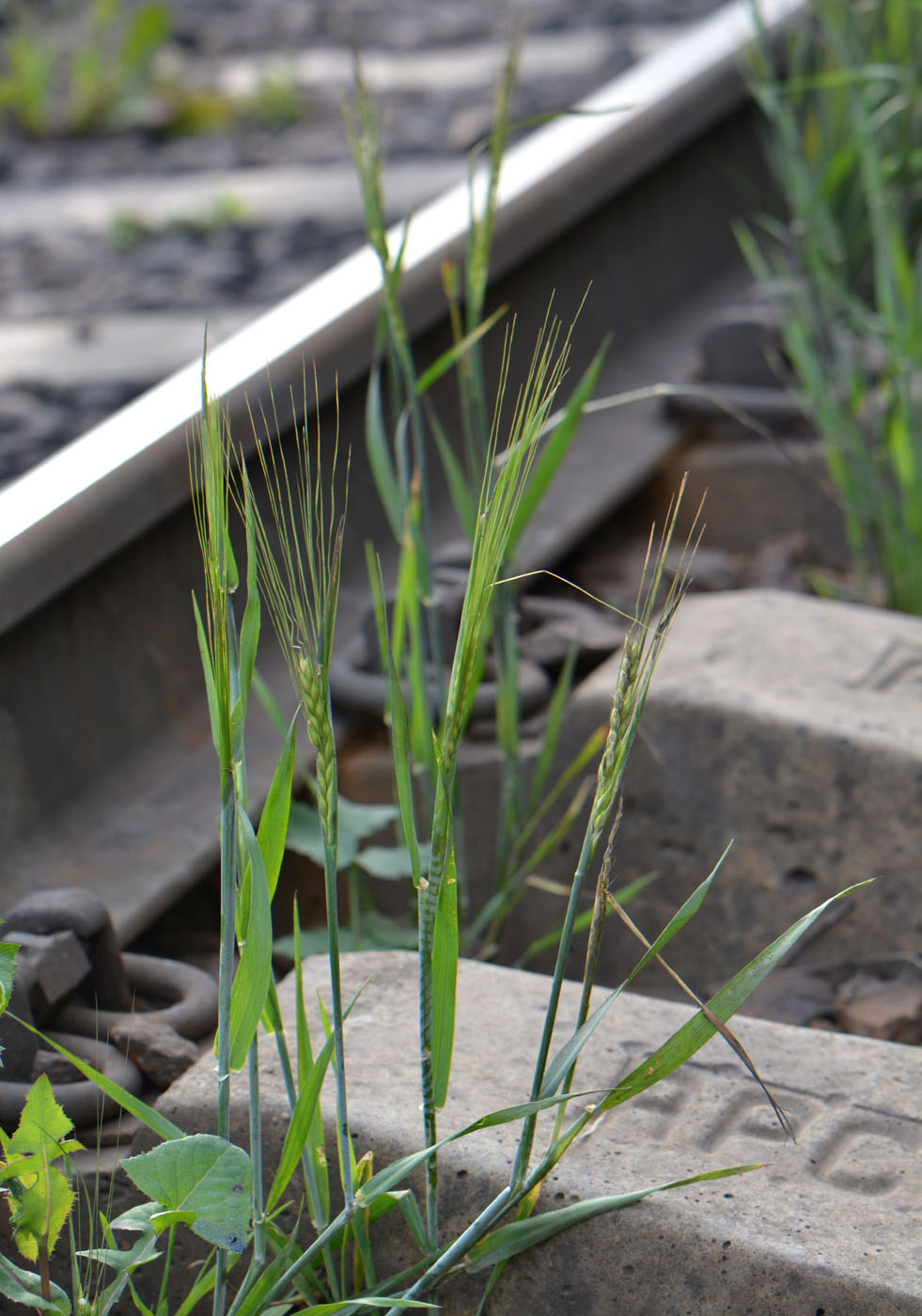 Image of genus Triticum specimen.