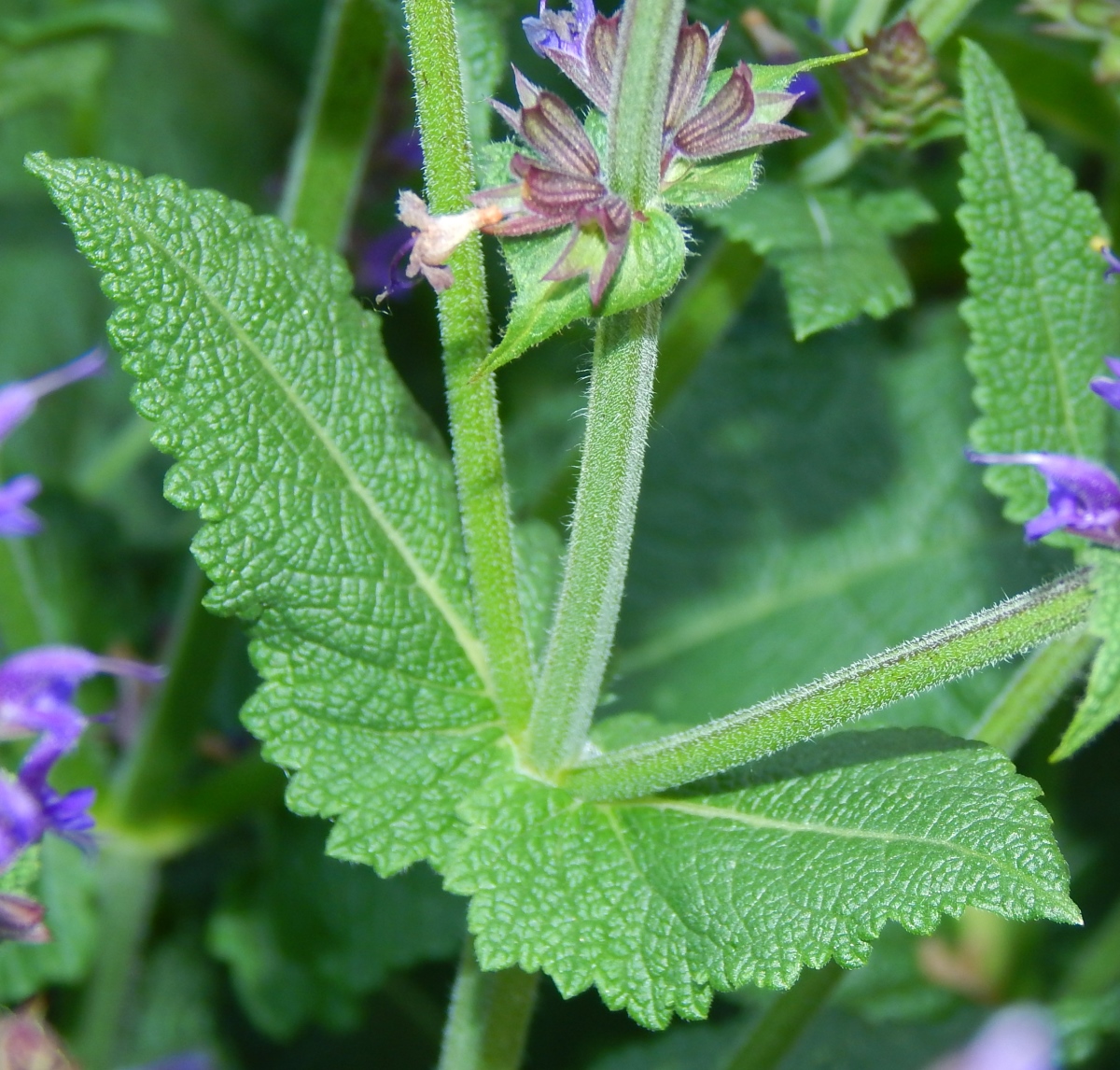 Изображение особи Salvia tesquicola.