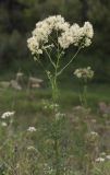 Thalictrum lucidum. Верхушка цветущего растения. Московская обл., Одинцовский р-н, окр. дер. Рязань, долина р. Москва, злаково-разнотравный луг. 25.07.2019.