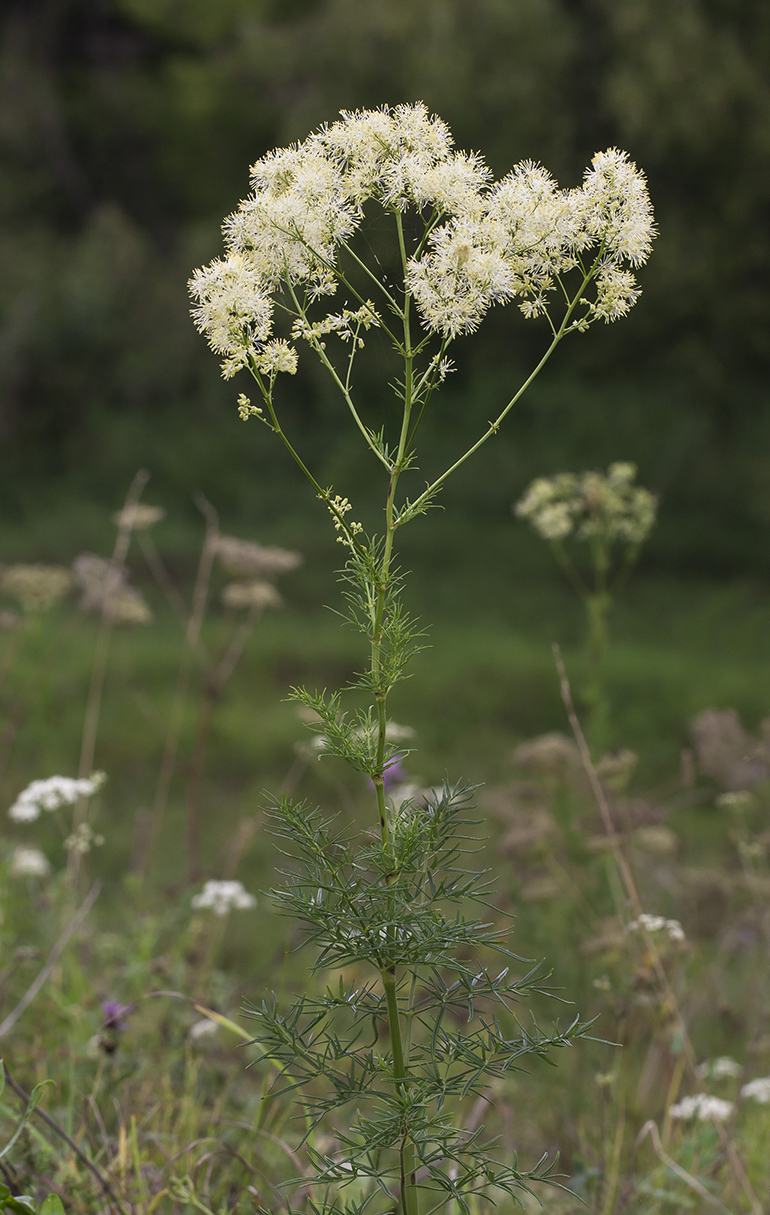 Изображение особи Thalictrum lucidum.