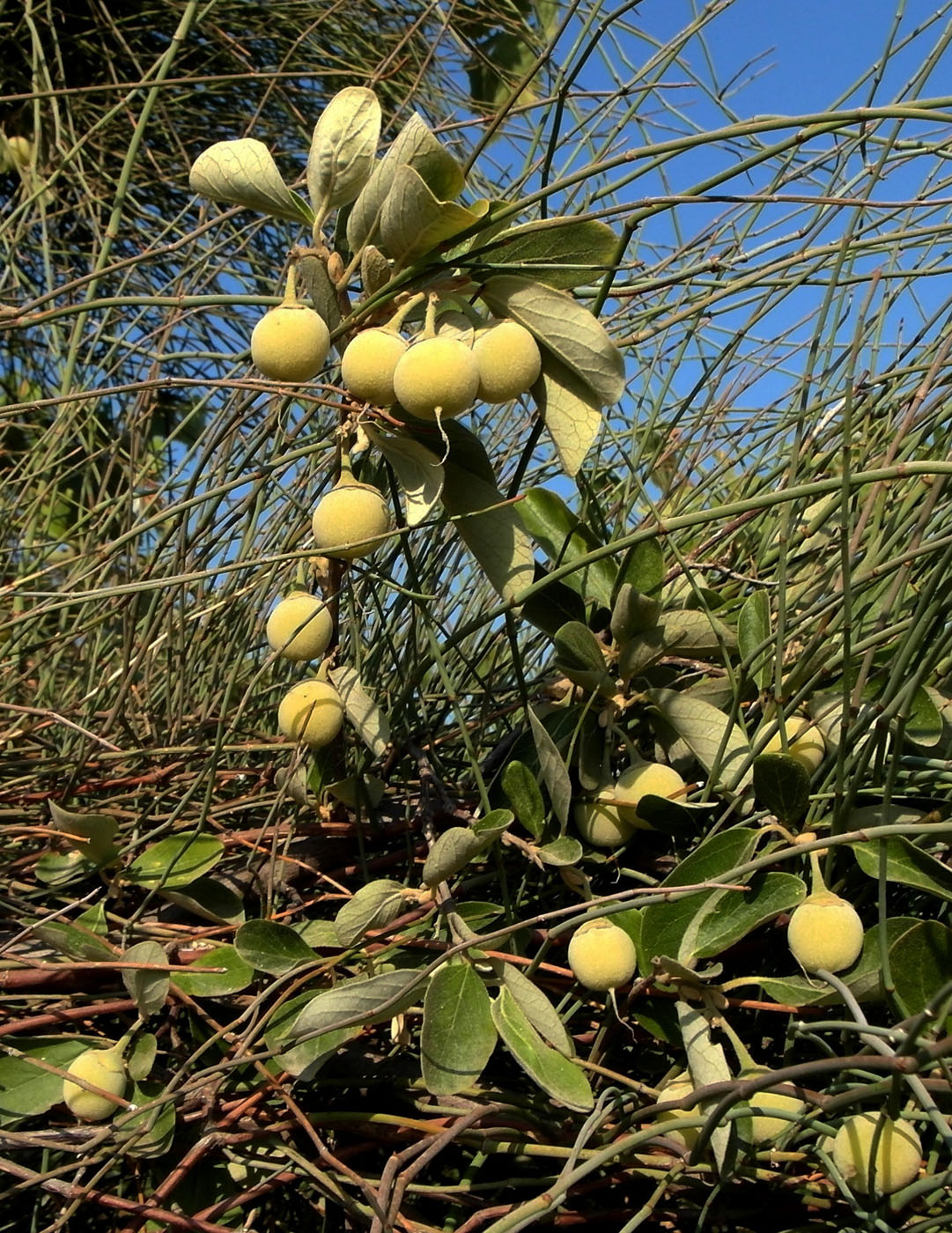 Image of Styrax officinalis specimen.