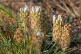 Astragalus lupulinus