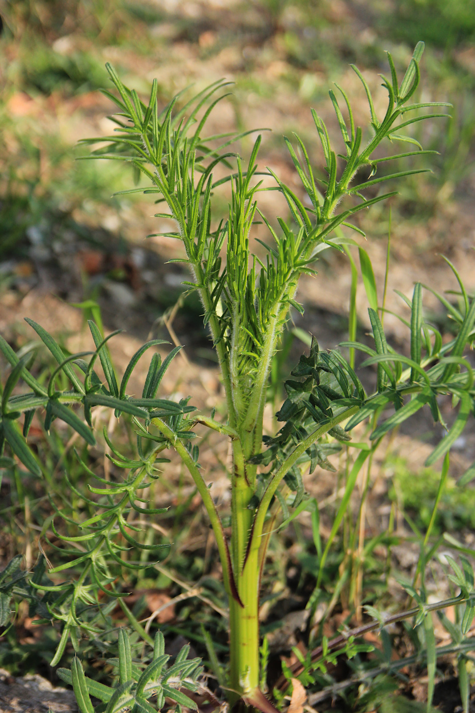 Изображение особи род Cirsium.