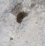 Bryopsida