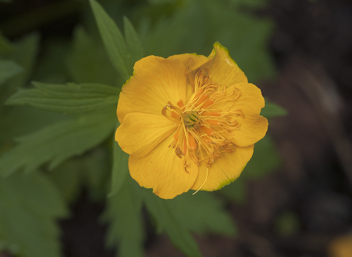 Изображение особи Trollius riederianus.