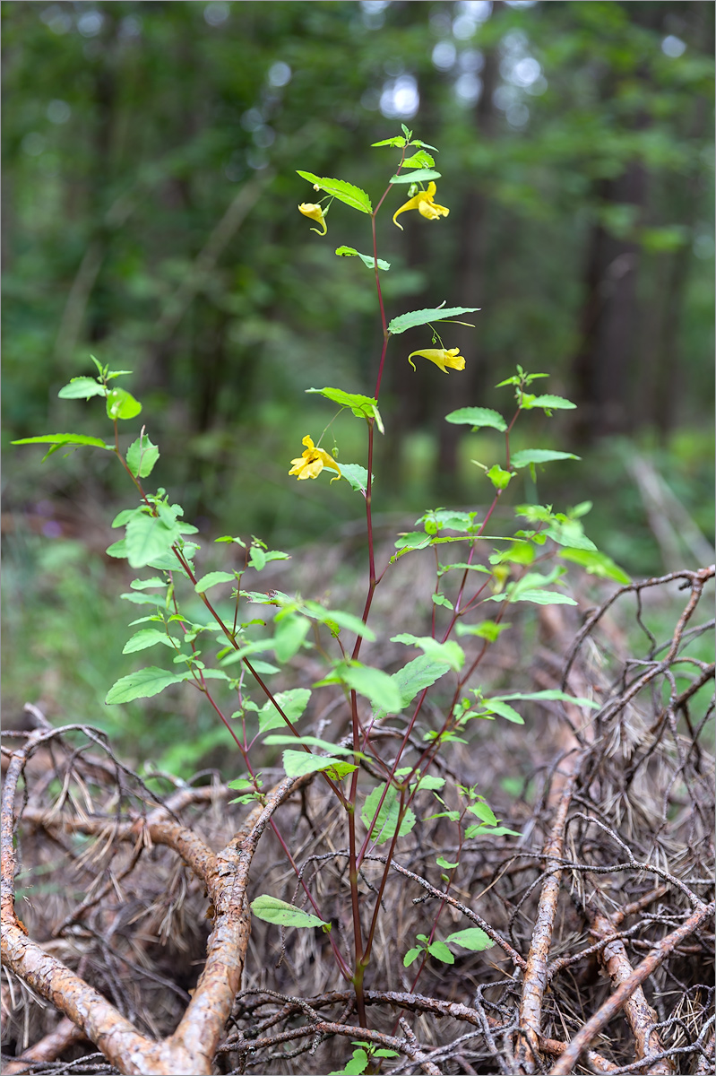 Image of Impatiens noli-tangere specimen.