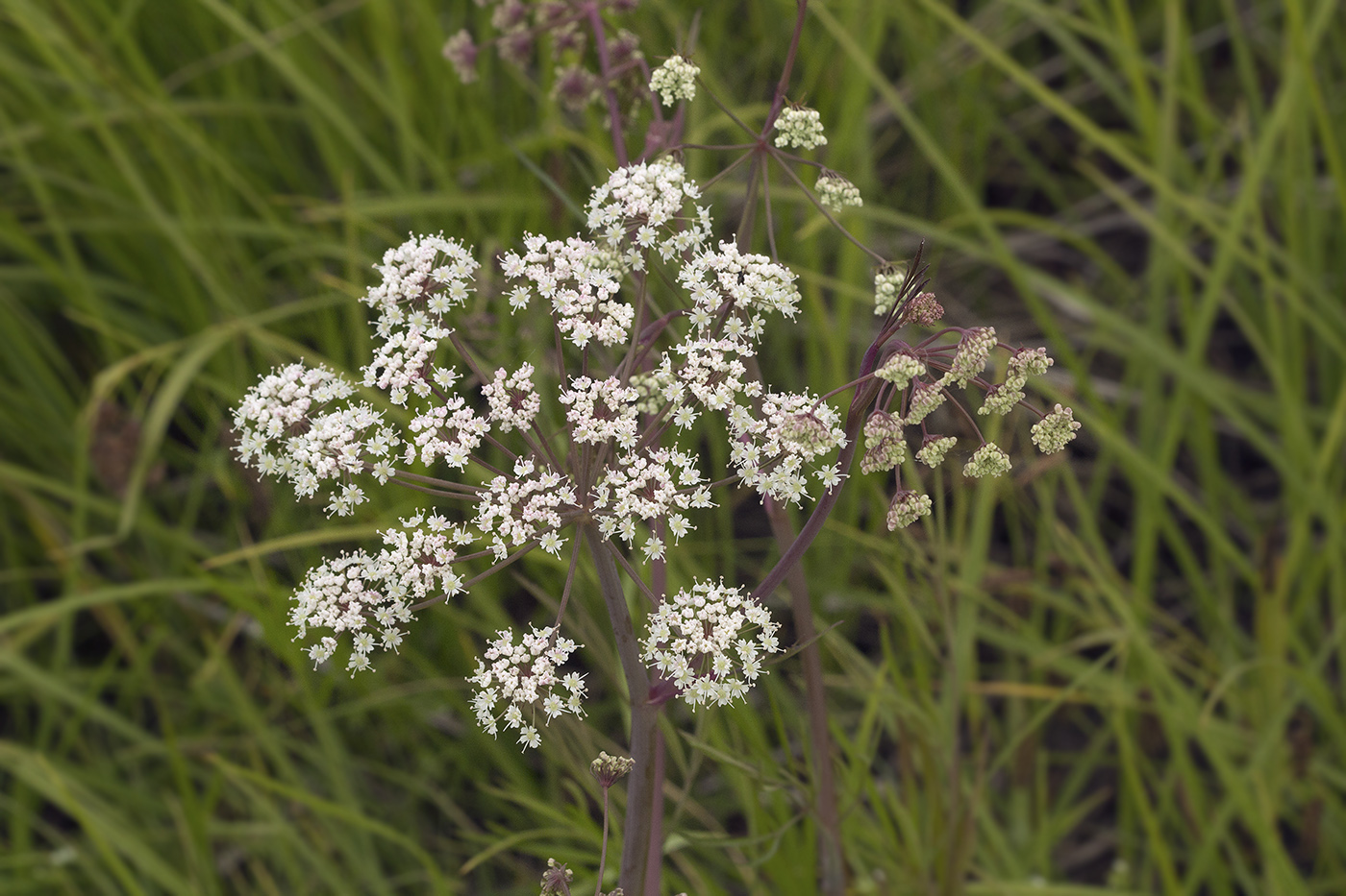 Image of Cicuta virosa specimen.