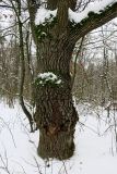 Quercus robur. Нижняя часть ствола с каповым (?) наростом. Беларусь, г. Гродно, лесопарк Пышки. 25.12.2018.