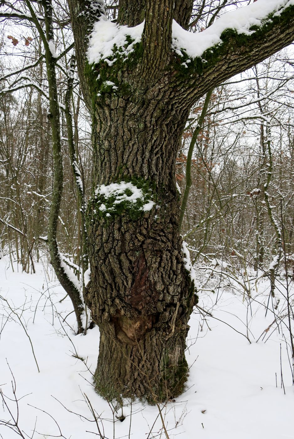 Image of Quercus robur specimen.