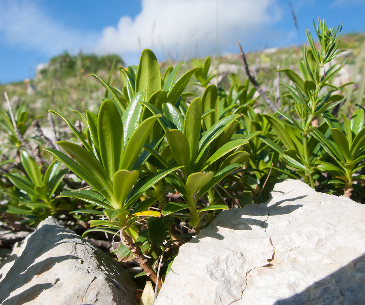 Image of Daphne glomerata specimen.