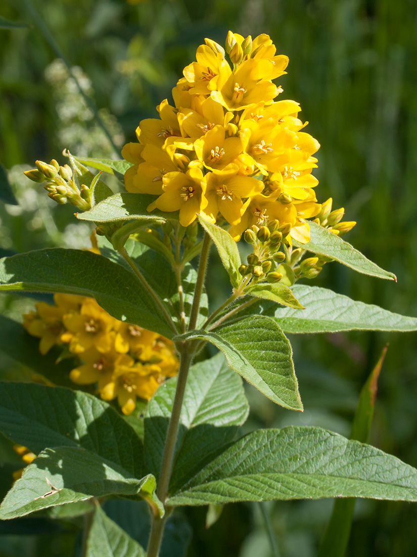 Изображение особи Lysimachia vulgaris.