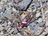 Desmodium scorpiurus. Цветок и плоды. Перу, регион La Libertad, пос. Huanchaco, устье сухого русла (Rio Seco). 28.10.2019.