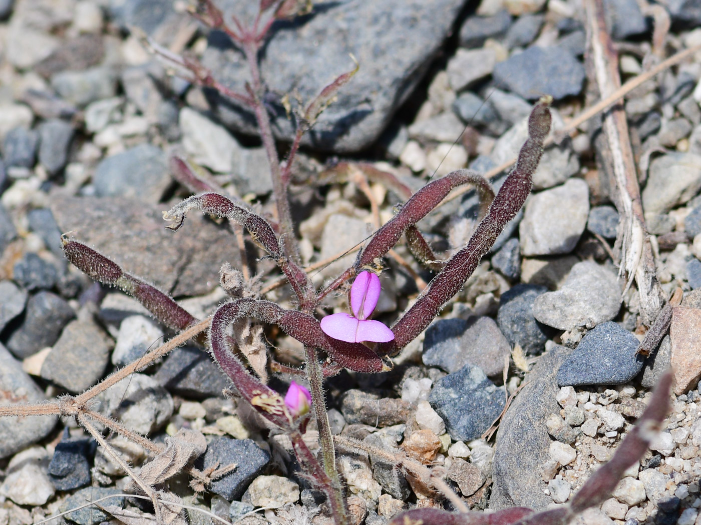 Image of Desmodium scorpiurus specimen.