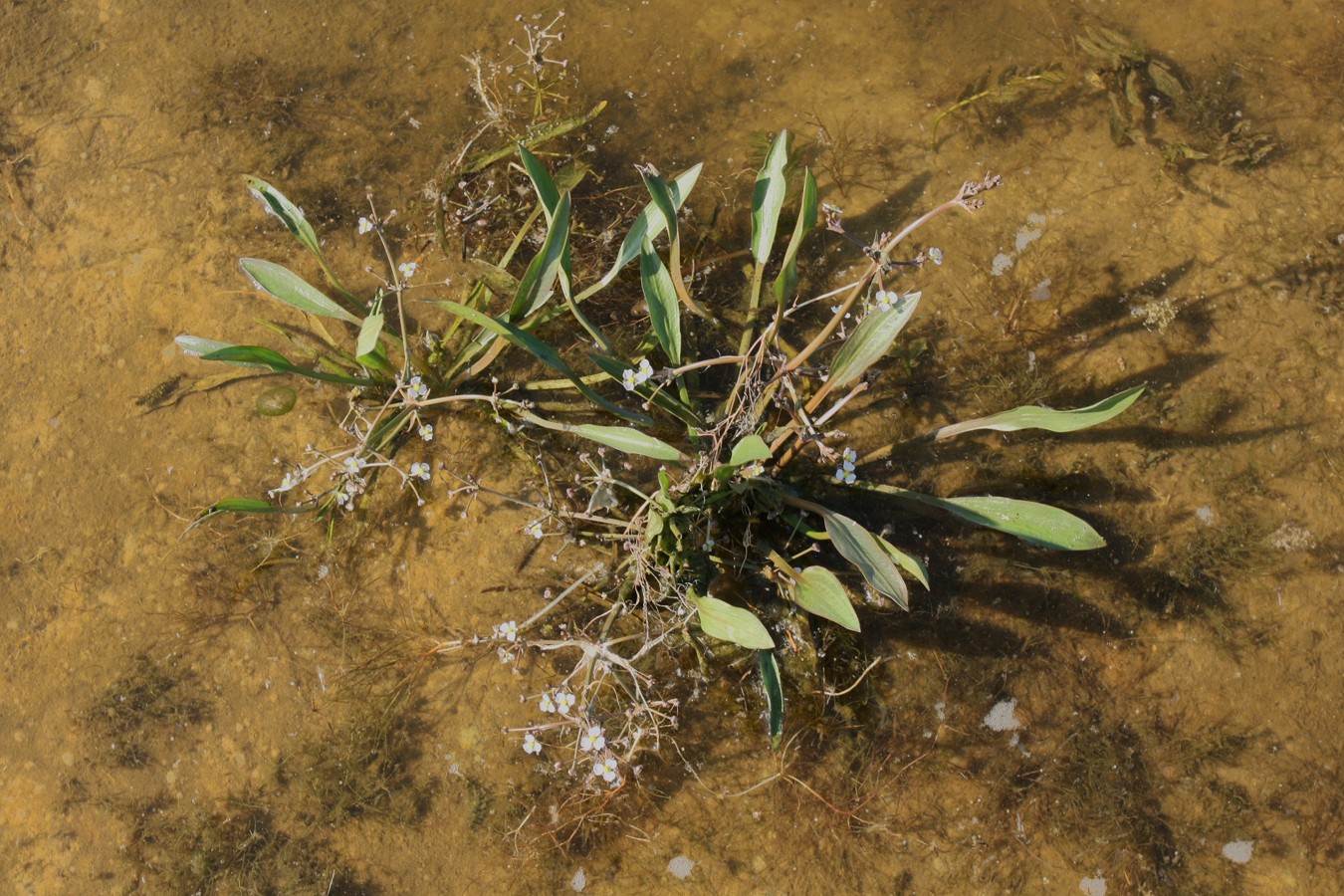 Image of Alisma gramineum specimen.