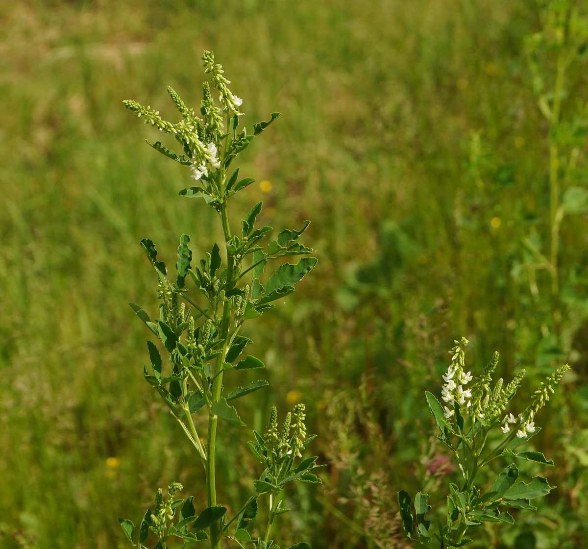 Изображение особи Melilotus albus.