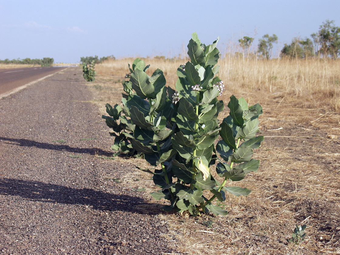 Image of Calotropis procera specimen.