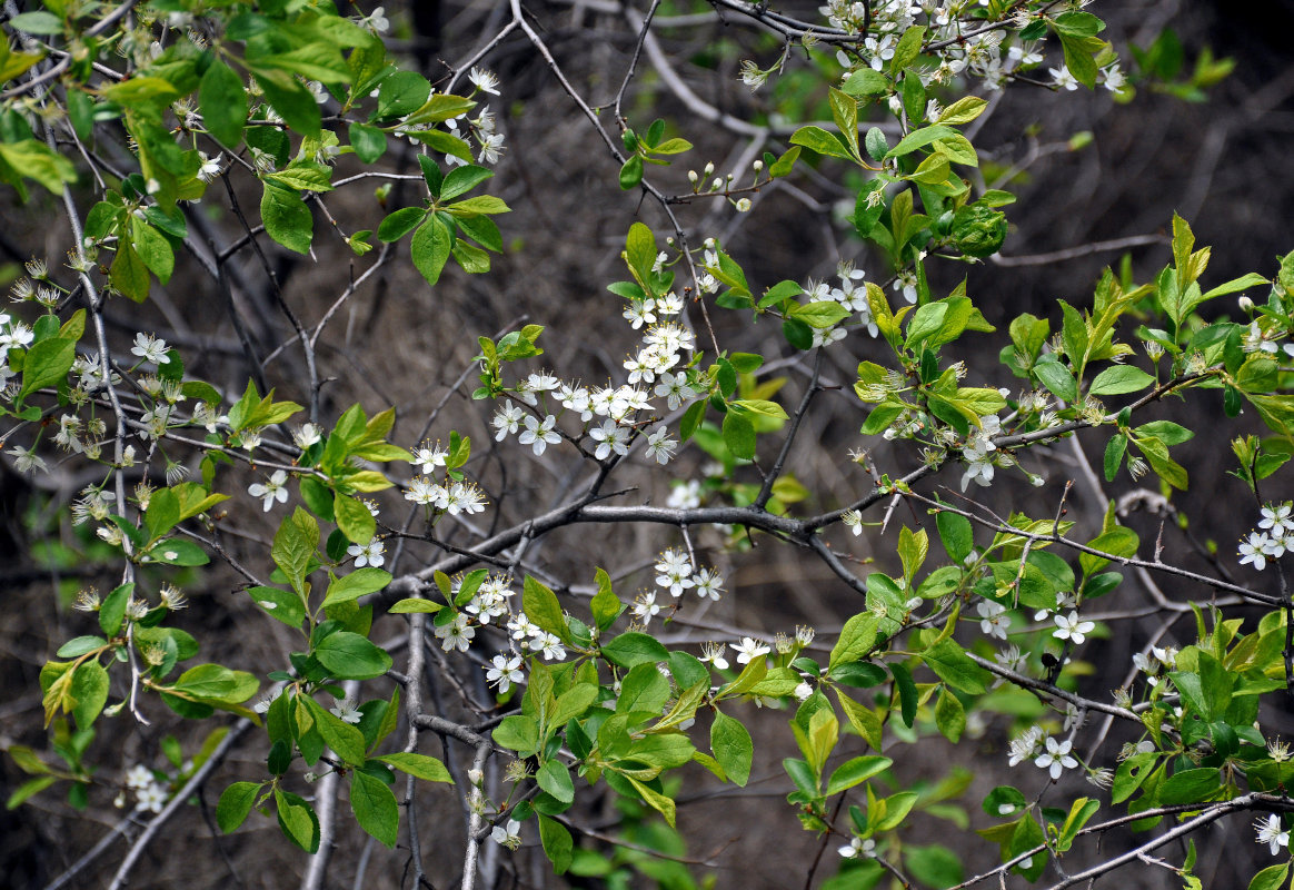 Изображение особи род Prunus.