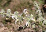 Salvia dominica. Фрагмент соцветия с паучком и жуком. Израиль, окр. г. Арад, фригана на дне вади Nahal Ye'elim. 04.03.2020.