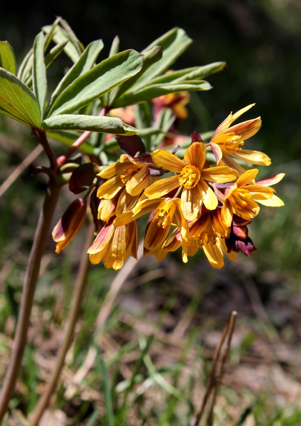 Изображение особи Gymnospermium alberti.