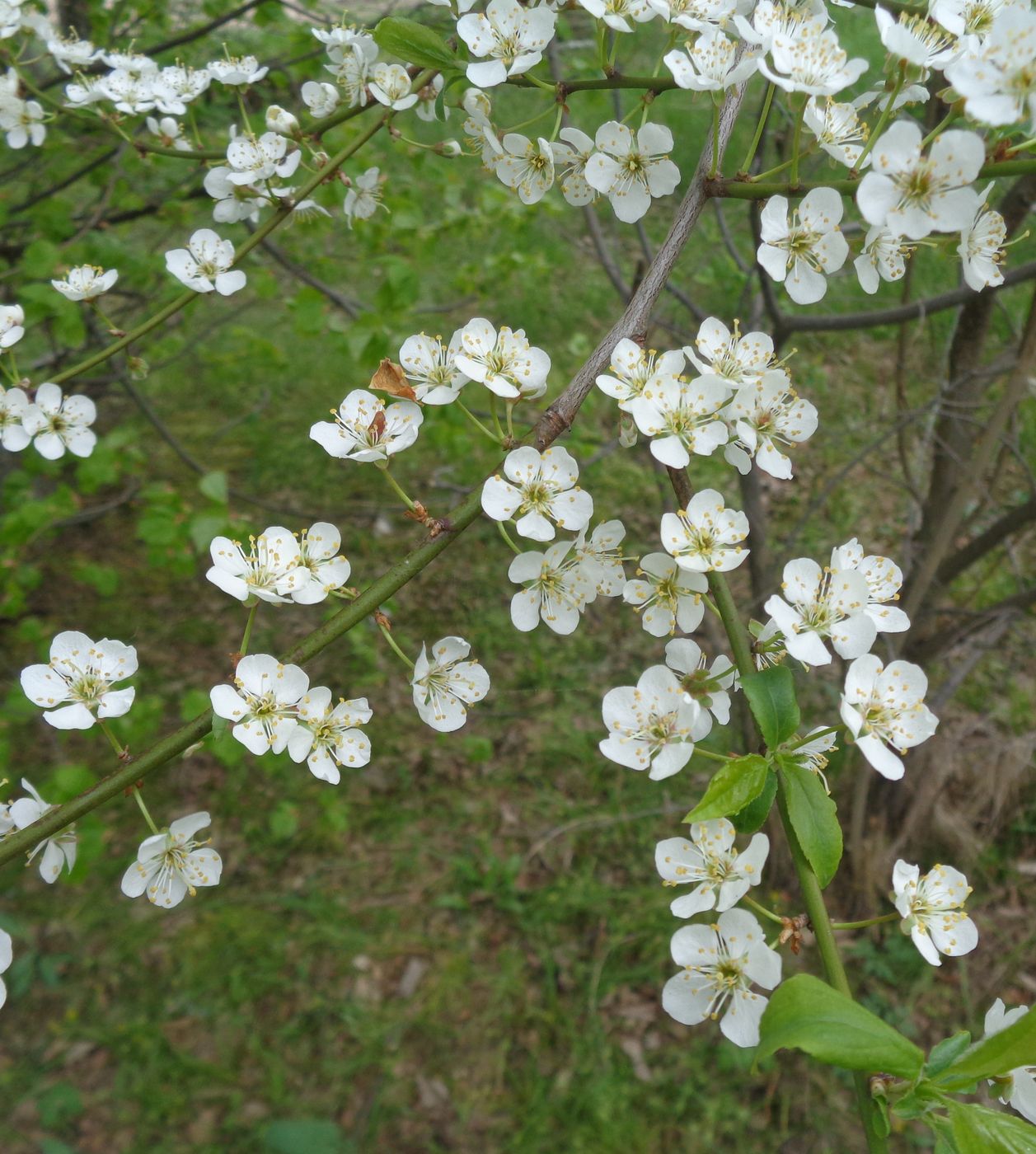 Image of Prunus domestica specimen.