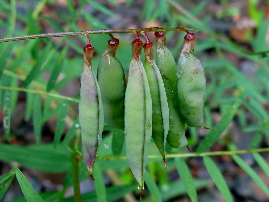 Изображение особи Vicia megalotropis.