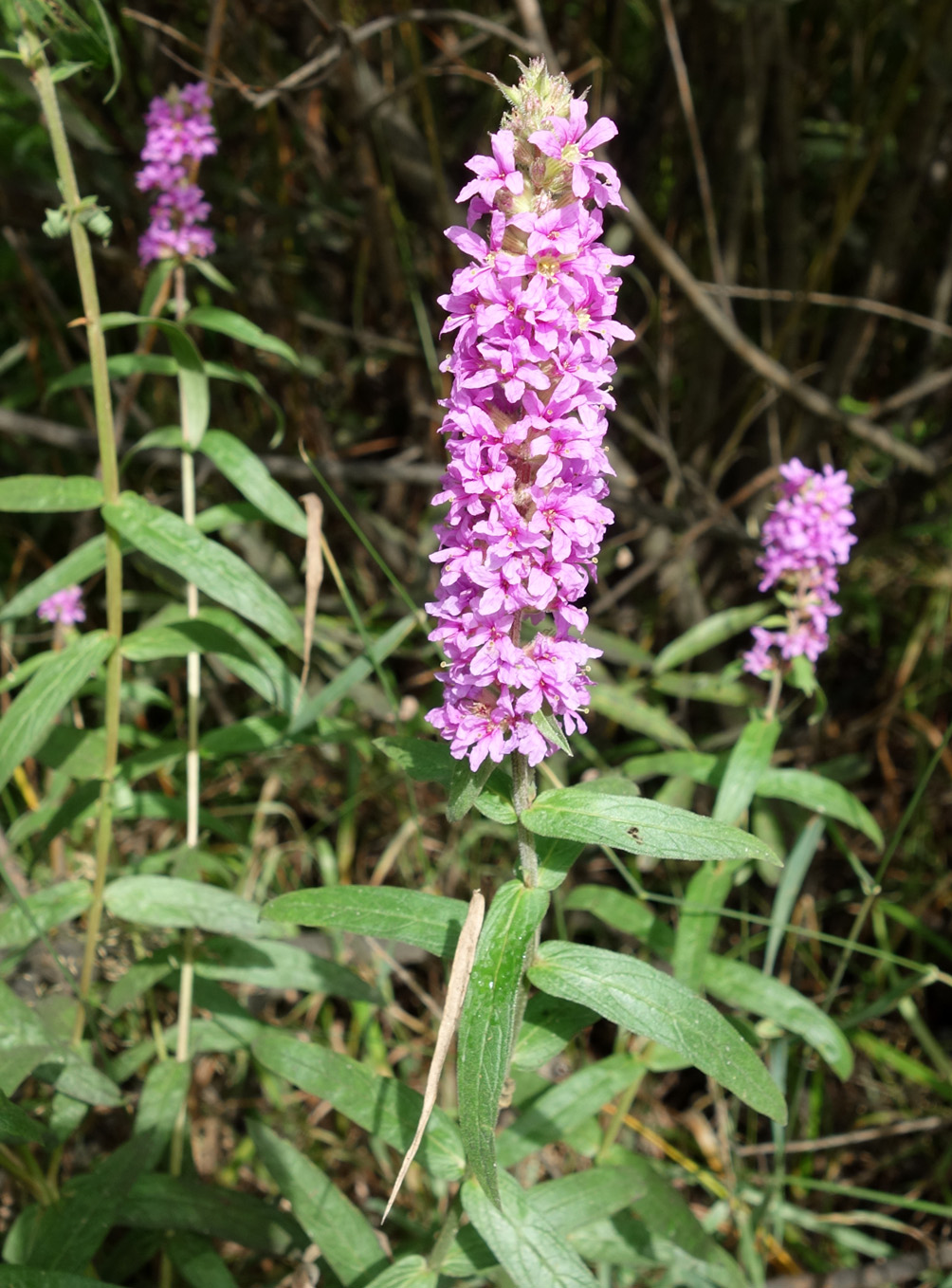 Изображение особи Lythrum salicaria.