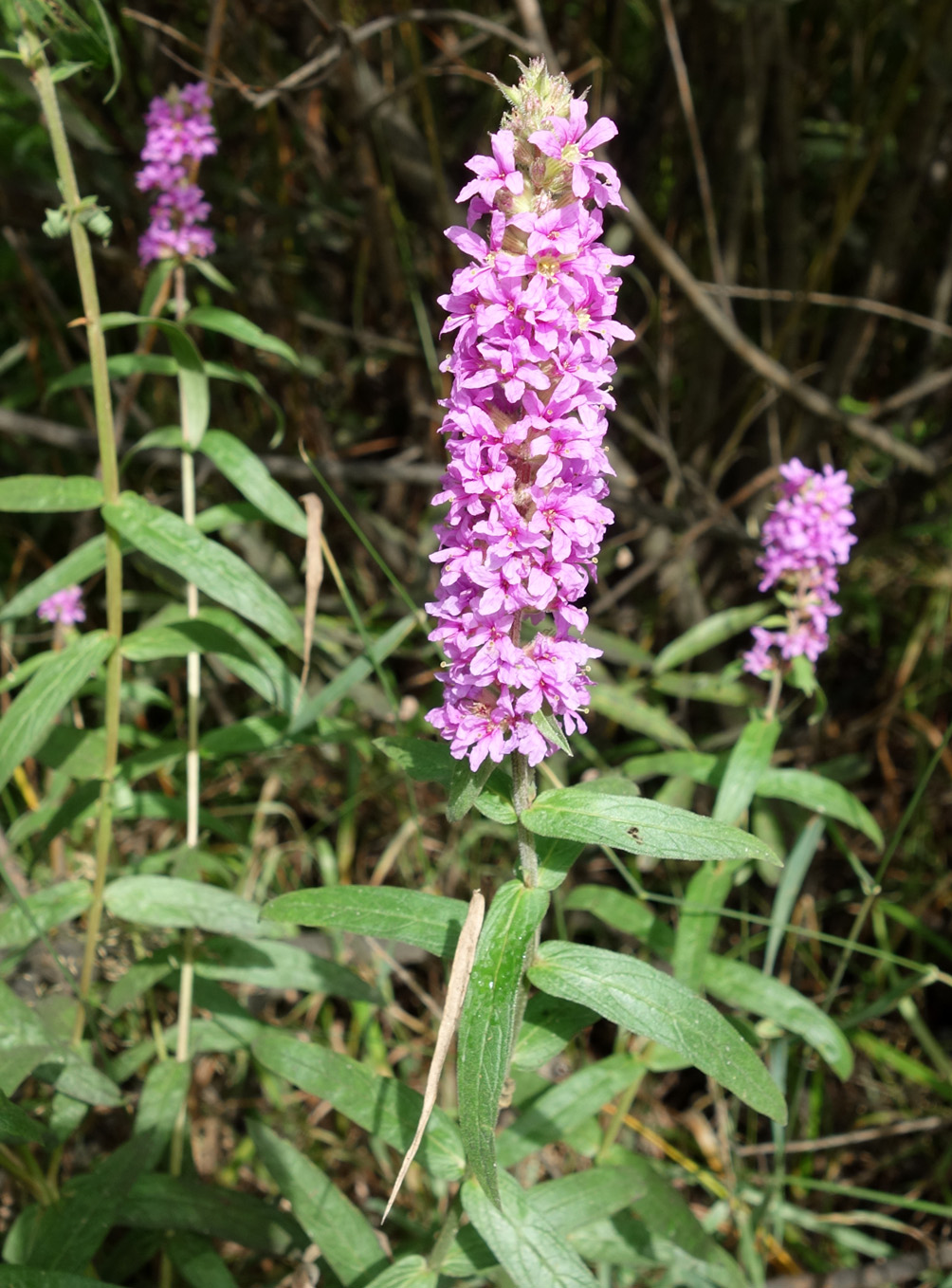 Изображение особи Lythrum salicaria.