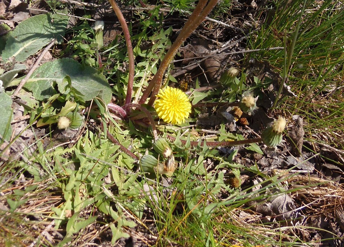 Изображение особи род Taraxacum.