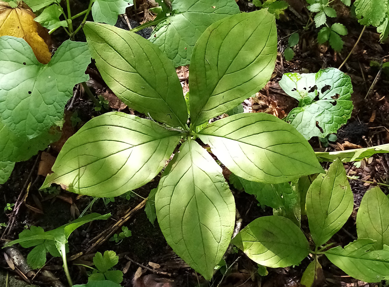 Изображение особи Brachybotrys paridiformis.