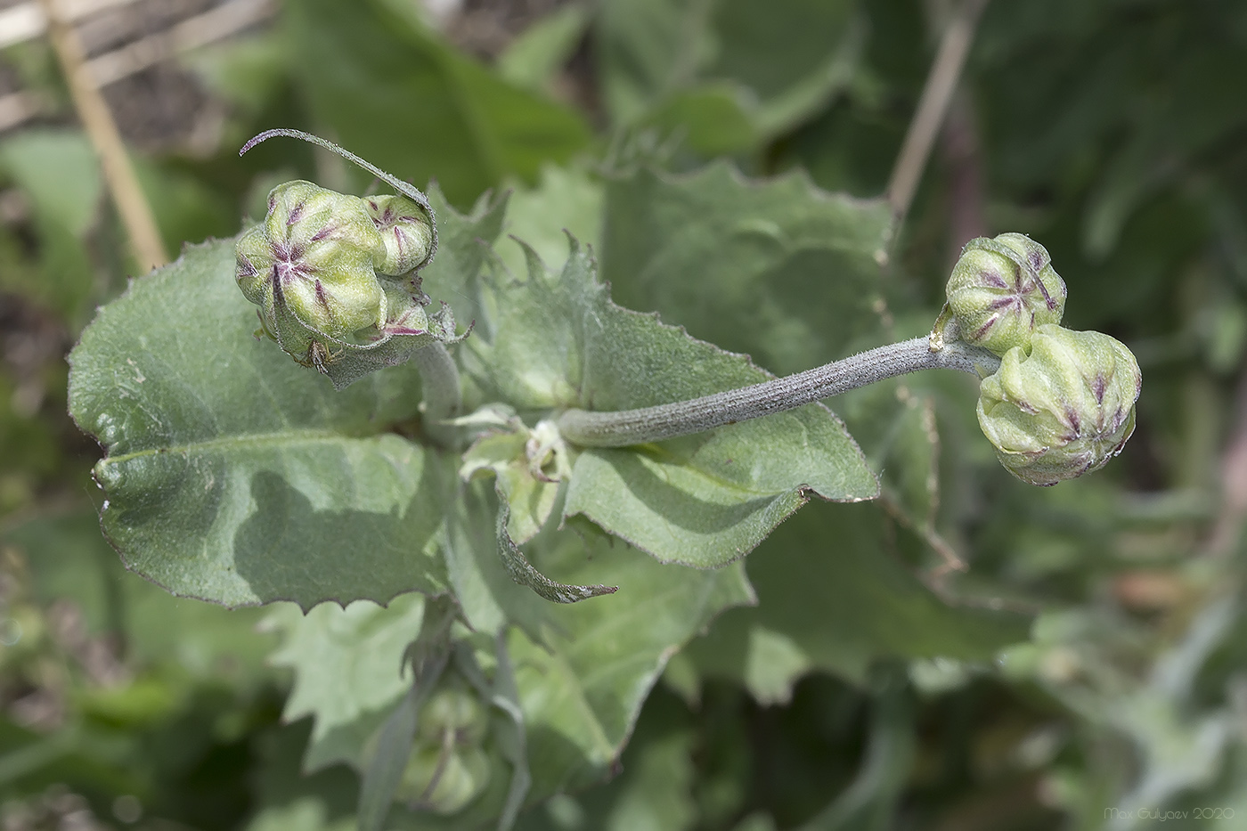 Изображение особи Crepis pannonica.