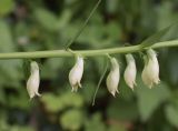 Digitalis lutea. Часть соцветия. Испания, Каталония, пров. Жирона, комарка Сельва, муниципалитет Сускеда, окр. деревни Сант-Марти-Сакальм, крутой теневой склон, поросший листопадными породами со значительным участием Castanea sativa и Corylus avellana, обочина горной дороги. 23.05.2020.