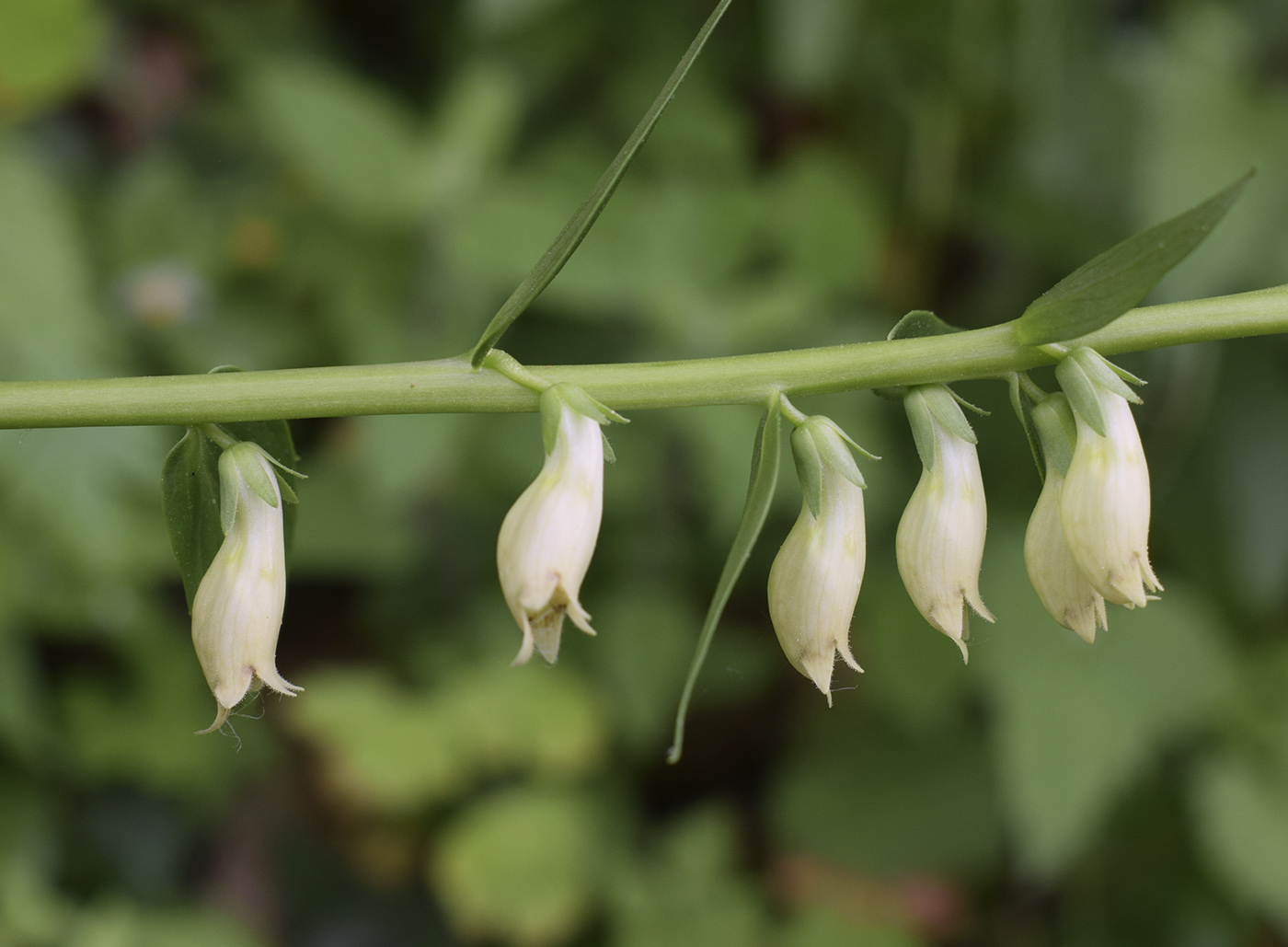 Image of Digitalis lutea specimen.