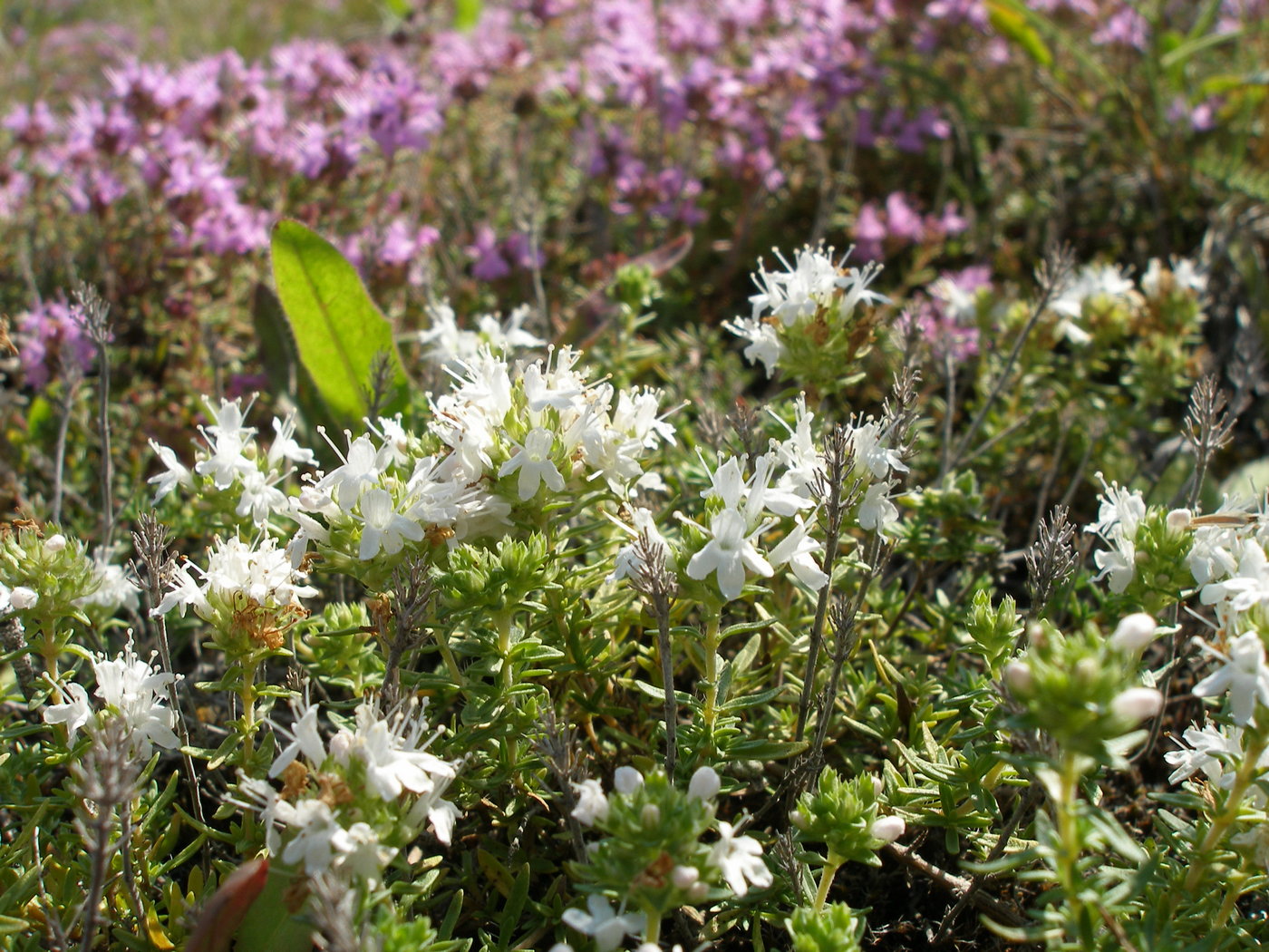 Image of Thymus calcareus specimen.