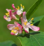 Lonicera tatarica