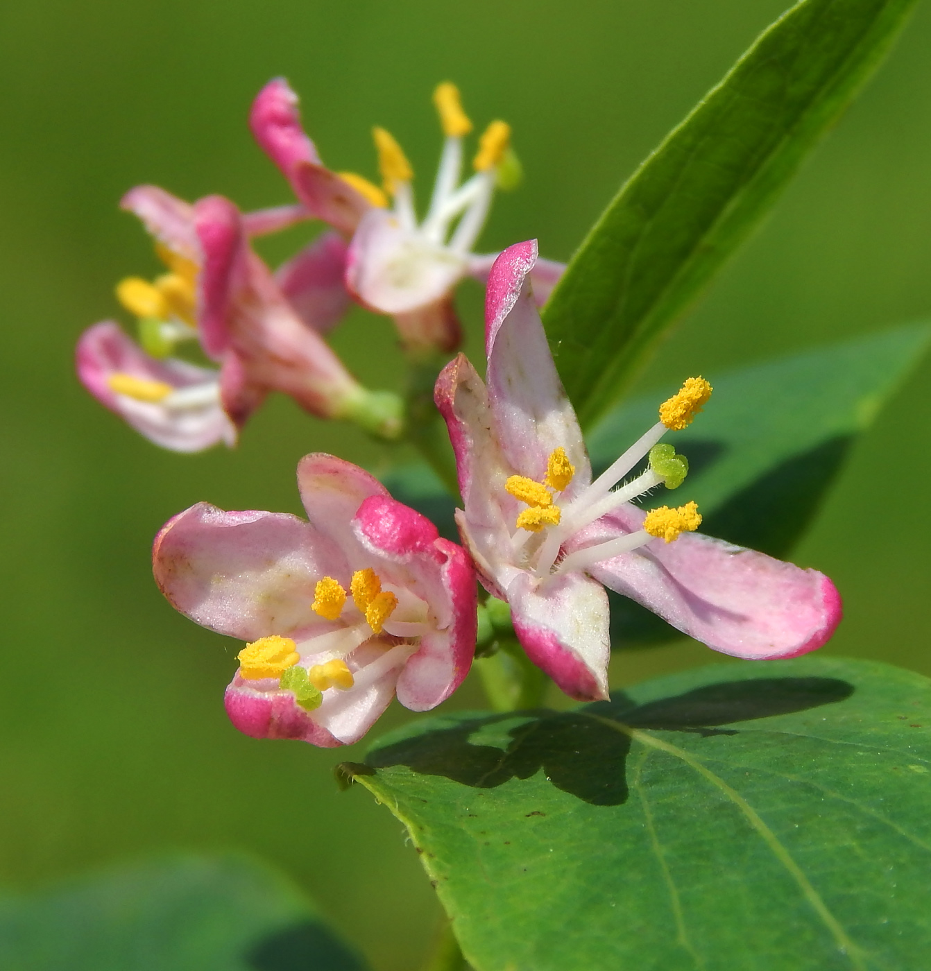 Image of Lonicera tatarica specimen.