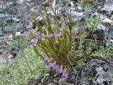 Polygala sibirica