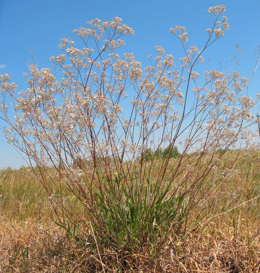 Image of Gypsophila volgensis specimen.