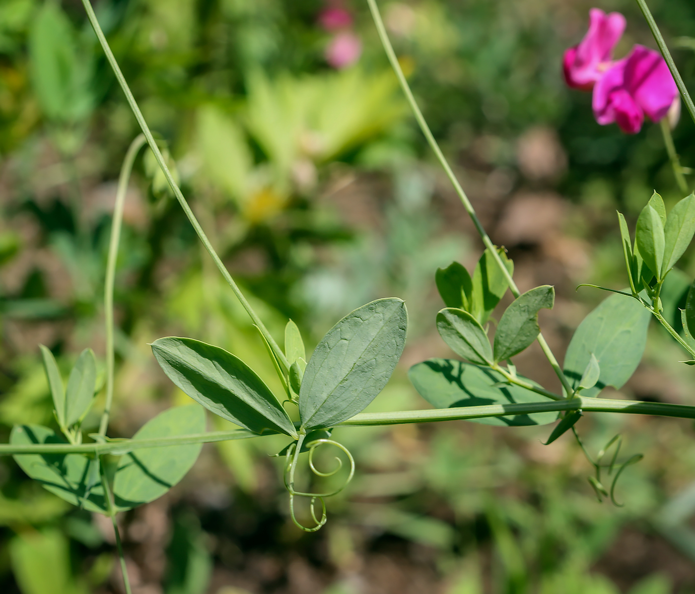 Image of Lathyrus tuberosus specimen.