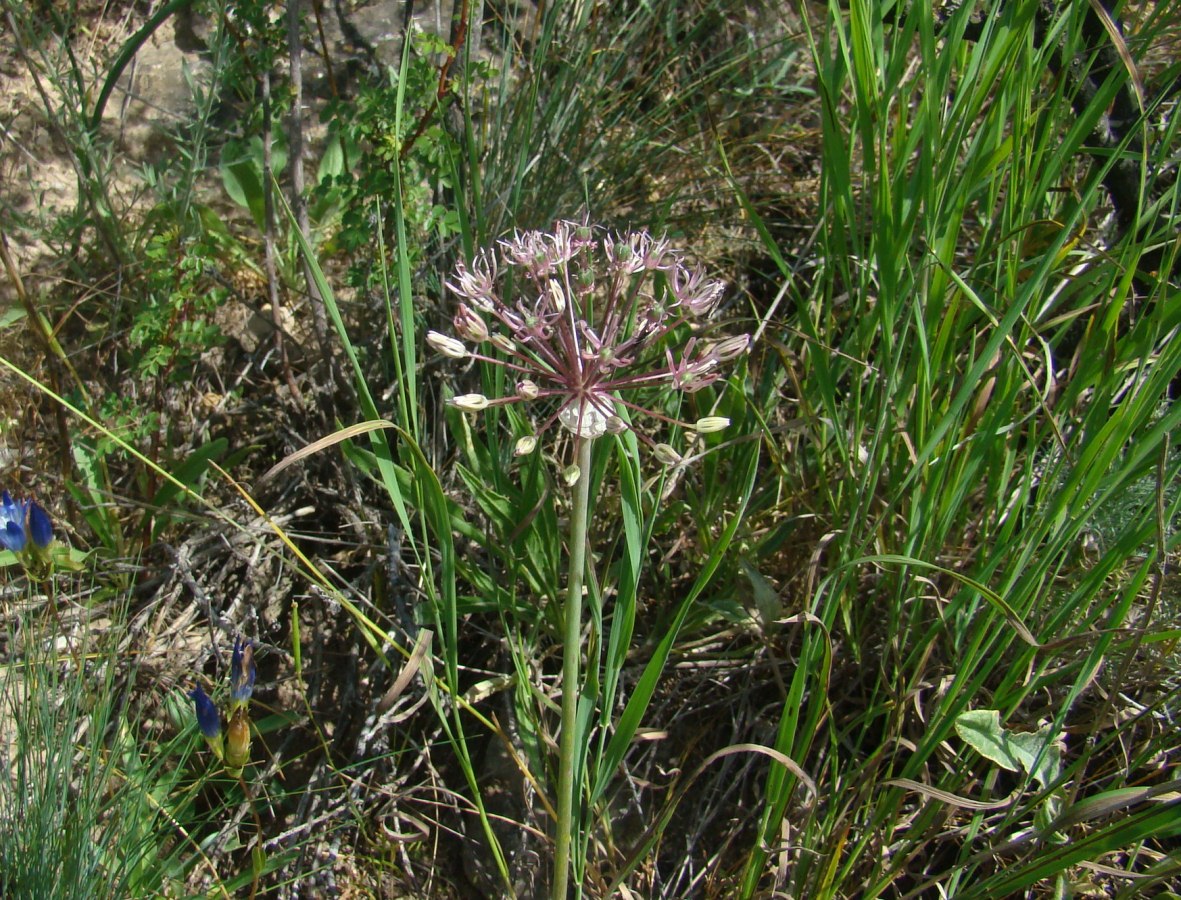 Image of Allium mogoltavicum specimen.