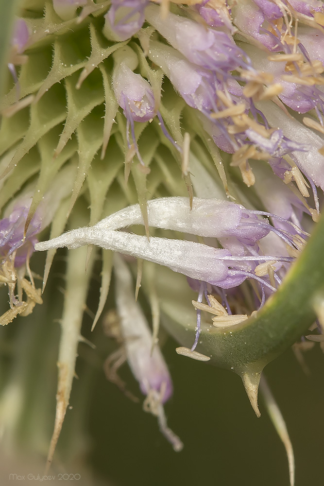 Image of Dipsacus fullonum specimen.