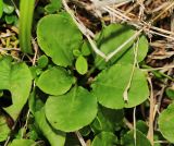 Pyrola minor