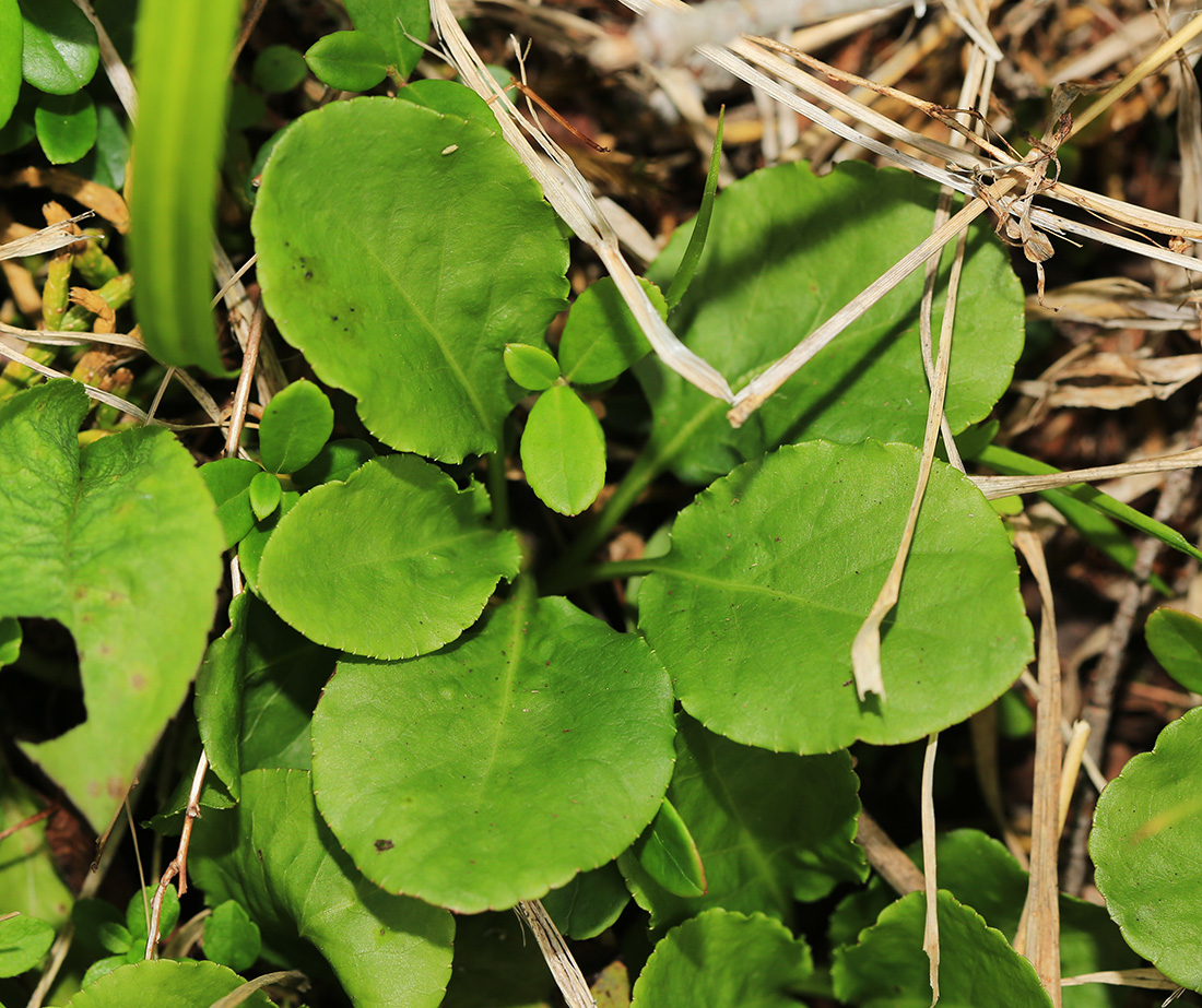 Image of Pyrola minor specimen.