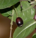 род Fuchsia