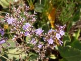 Limonium scoparium. Часть соцветия. Украина, Херсонская обл., Генический р-н, остров к югу от Геническа, западнее автотрассы, засоленная равнина. 15.08.2020.
